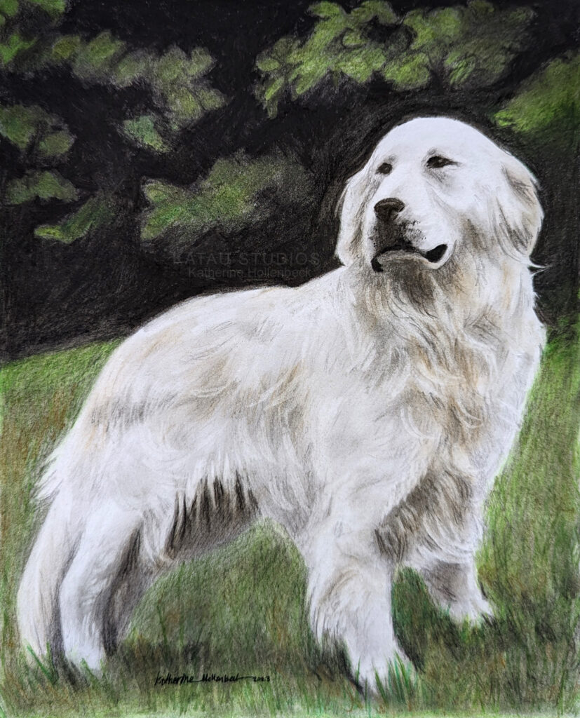 Colored pencil and charcoal drawing of Dad's dog Tucker by Katherine Hollenbeck